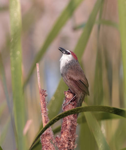 chestnut-capped babbler is a passerine bird of the family timaliidae - jungle babbler imagens e fotografias de stock