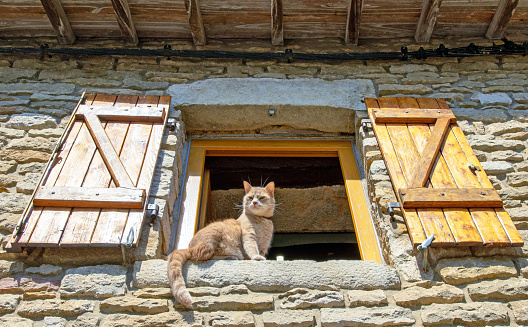 Red cat overlooking a french village in Burgundy from a window with wooden shutters, seen from below
