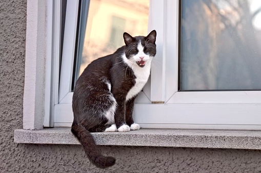 Cute tuxedo cat sitting on windowsill and grimacing with mouth open.