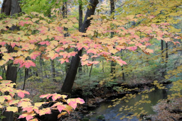 Autumn Woods With Yellow Maple Trees And Creek With Rocks And Foliage