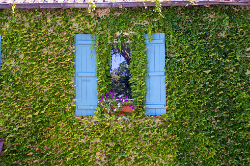 House with blue shutters completely overgrown by vines, in Burgundy