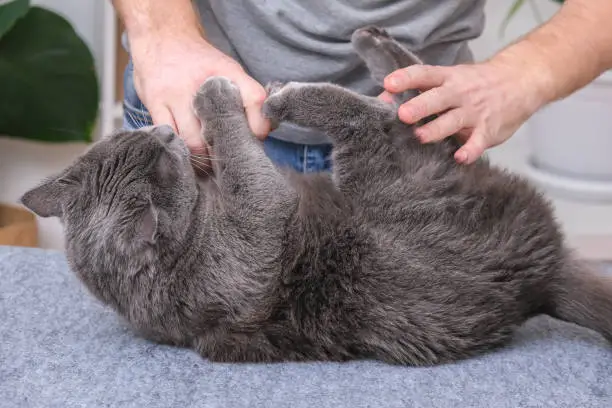 Photo of The cat bites and scratches the mans hands, afraid cutting claws and combing wool.