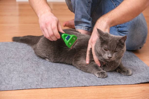 istock A man combs the cat's fur with special glove and comb. 1438174133