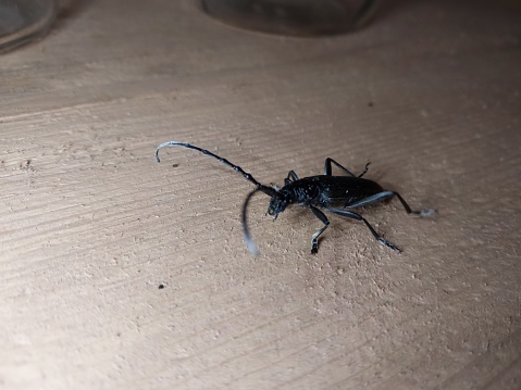 A beetle with a large mustache crawls through a the wood