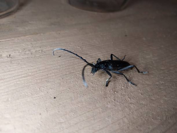A beetle with a large mustache crawls through the wood stock photo