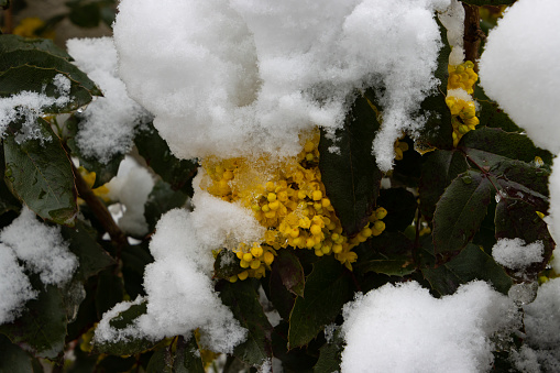 Close up of yellow Mahonia blossoms covered with snow