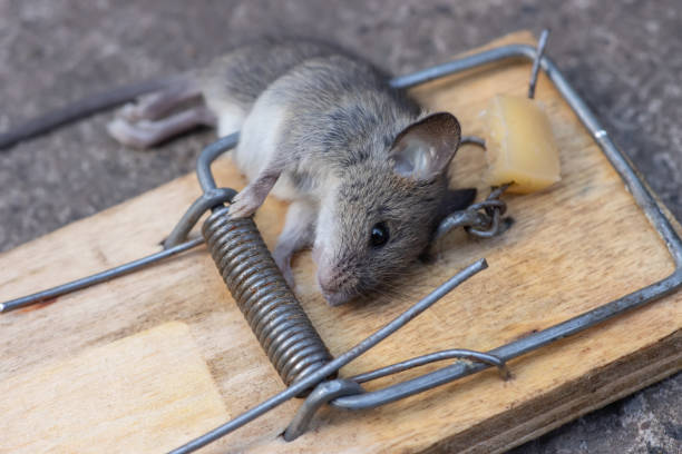 istock Dead house mouse in a mousetrap on a grey background. 1438175971
