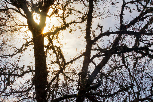 Back lit lichen and moss covered trees in a wood . Full frame close-up image suitable for backgrounds, sun beam,  silhouetted branches, Pontevedra province, Galicia, Spain.