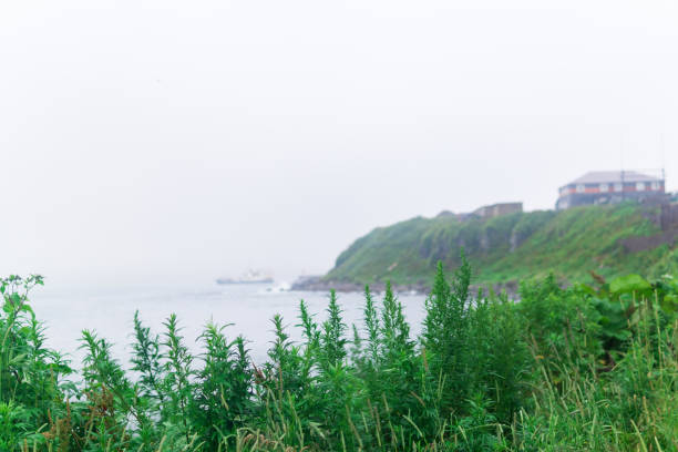 blurred seashore landscape, focus on near grass
