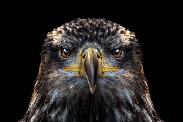 águila juvenil de cerca - aguila real fotografías e imágenes de stock