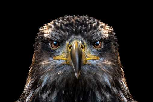 Juvenile Eagle Close Up, Black Backround, Negative Space,