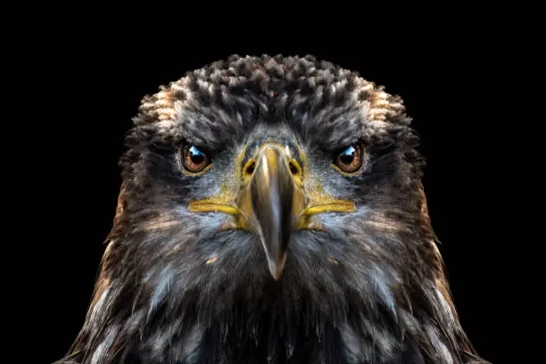Photo of Juvenile Eagle Close Up