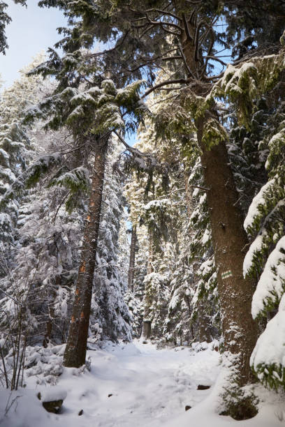 istock Snow covered trail in the forest with branches along the path. Winter touristic trails in Carpathian mountains, Ukraine 1438179726