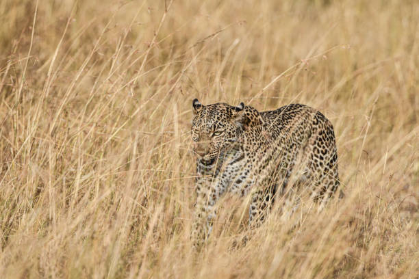 istock Leopard in Masai Mara National Park 1438180573