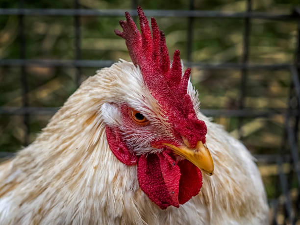 istock Close up of a rooster head 1438182025