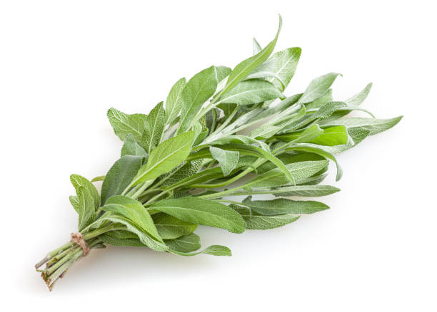 istock Fresh bunch of sage isolated on white background 1438182896
