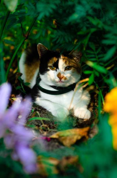 istock Vertical shot of a striped brown and white cat in Belarus 1438183280