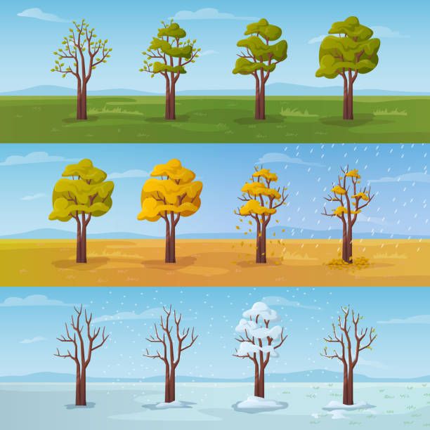 974 Cartoon Of A Four Seasons Tree Illustrations & Clip Art - iStock
