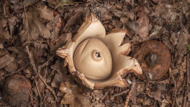 Time lapse of opening earth star mushroom in forest