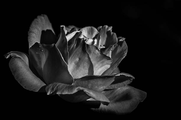 istock Grayscale shot of a rose 1438183782