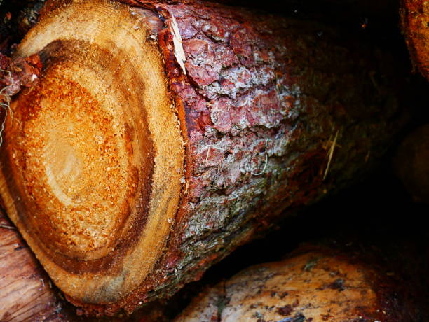 Freshly cut logs stacked in a clearing on the edge of a dense forest. The cut wood displays visible growth rings and textures, suggesting recent tree felling. The scene reflects both the raw material and environmental implications of logging activities.