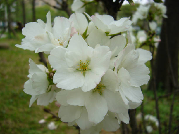 toma de enfoque selectivo de malva moschata con delicadas flores blancas en el jardín - musk fotografías e imágenes de stock
