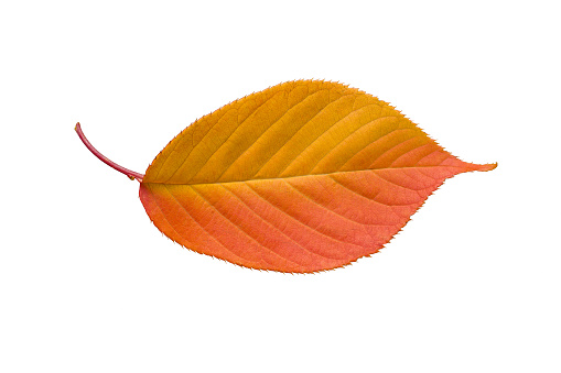 a seasonal leaf