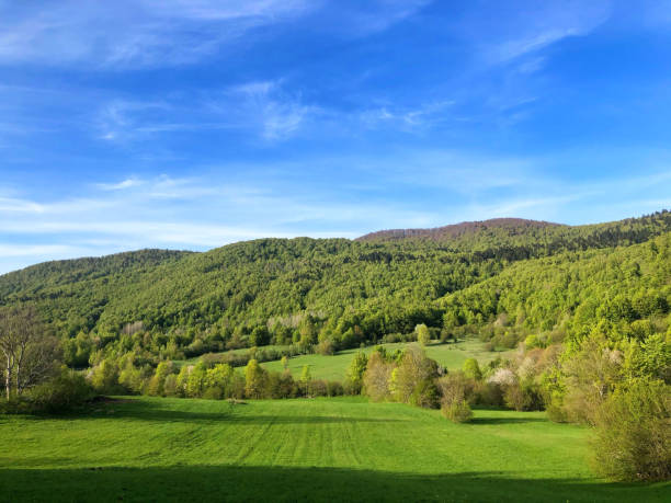 istock Beautiful shot from a forest 1438186453