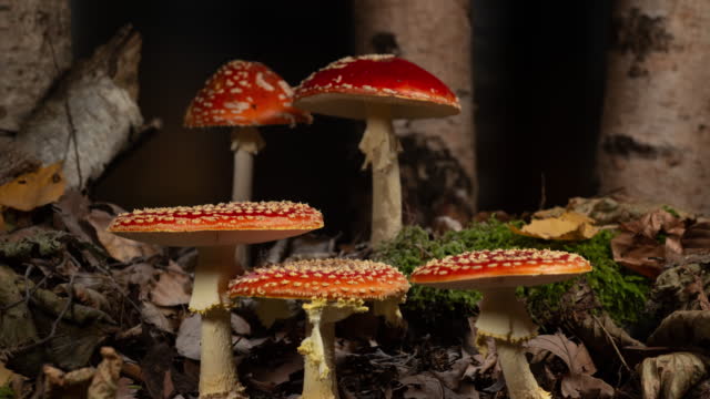 Time lapse of growing fly agaric in forest