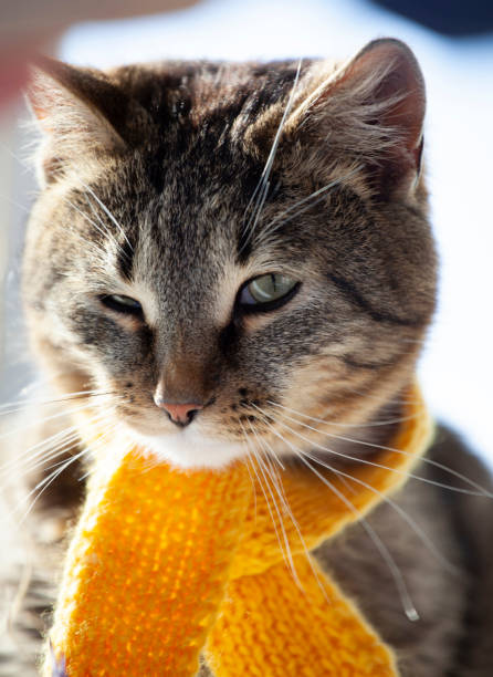 табби котенок в желтом шарфе на белом фоне, дымчатый кот в - knitting vertical striped textile стоковые фото и изображения