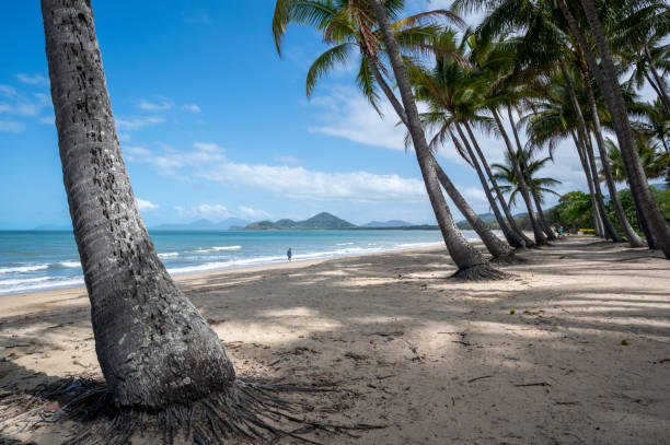 Trees on the beach under blue sky on a sunny day at Cairns Cape Tribulation Australia