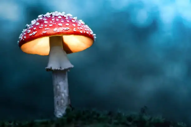 Photo of Mushroom lamp