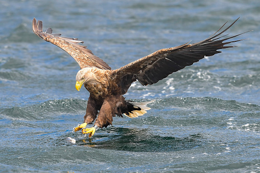 fishing white tailed eagle