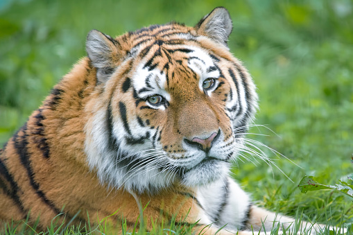 Close up view of a Siberian tiger (Panthera tigris altaica)