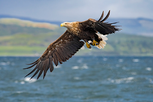 majestic eagle in flight