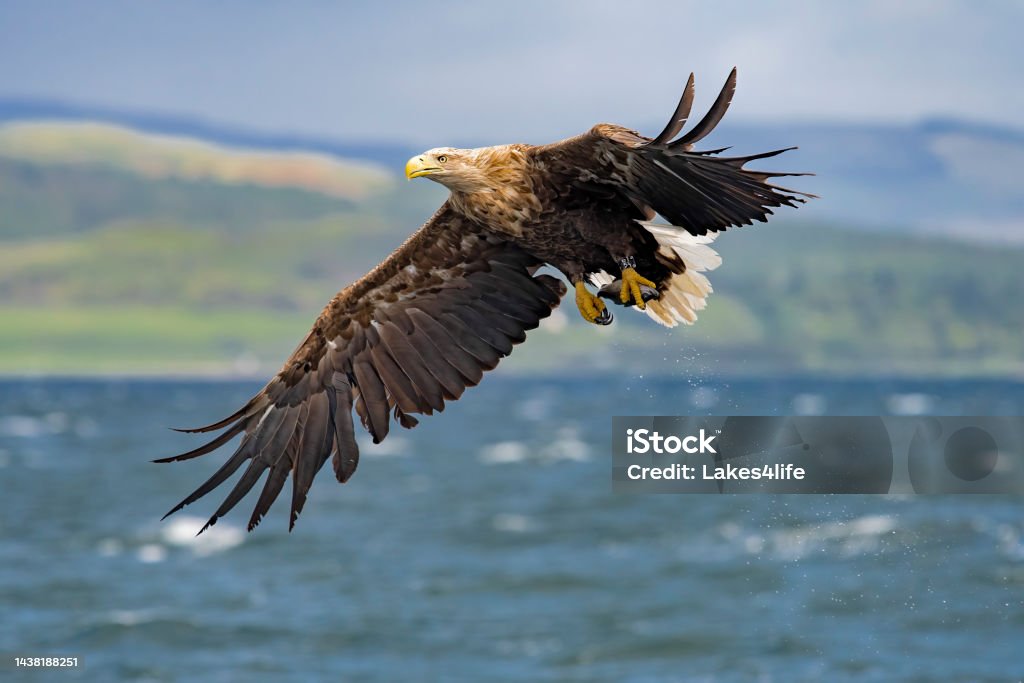 white tailed eagle majestic eagle in flight White-Tailed Eagle Stock Photo
