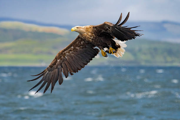 white tailed eagle majestic eagle in flight british birds stock pictures, royalty-free photos & images