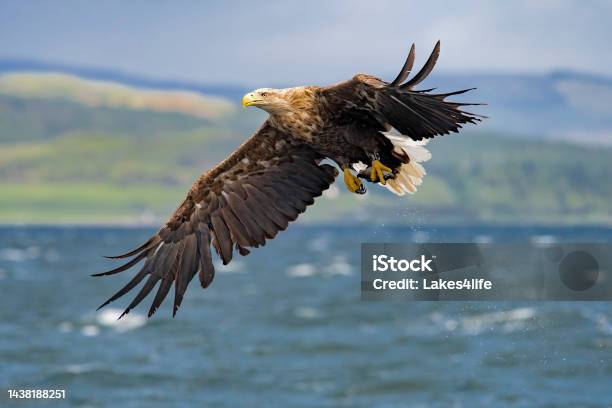 White Tailed Eagle Stock Photo - Download Image Now - White-Tailed Eagle, Spirituality, Animal