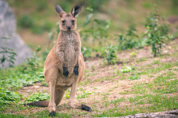 nahaufnahme von joey känguru auf einem grasbewachsenen boden - kangaroo joey marsupial mammal stock-fotos und bilder