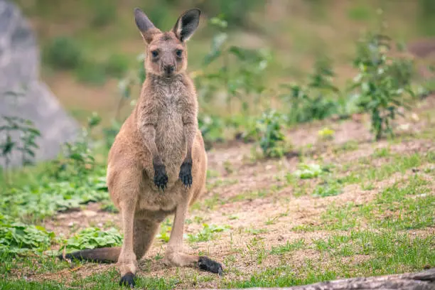 A closeup shot of joey kangaroo on a grassy ground