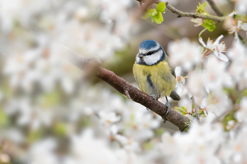 Cute little blue tit in spring blossom