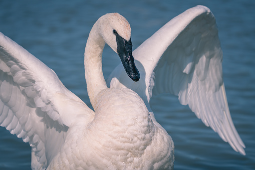 A closeup shot of trumpeter swan with wide-open wings swimming on a lake