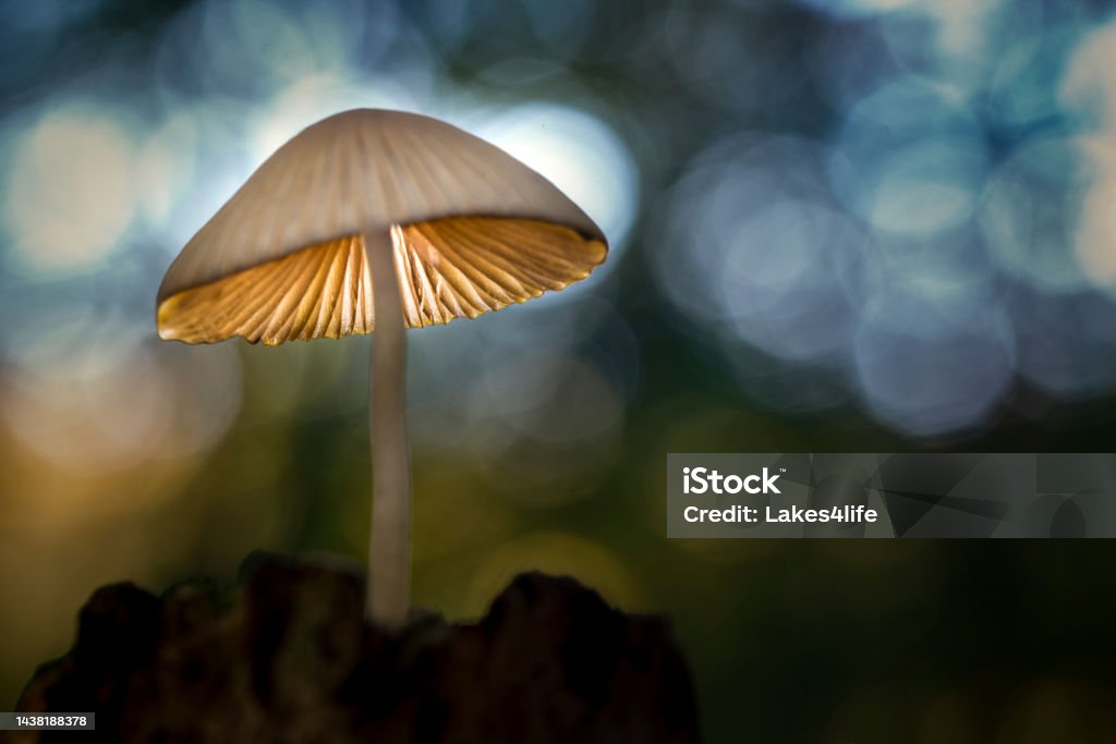 Fungi night light Mushrrom night light Macrophotography Stock Photo