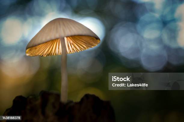Fungi Night Light Stock Photo - Download Image Now - Macrophotography, Nature, Beauty