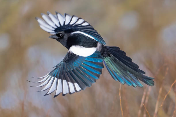 elster im flug - echte elster gattung stock-fotos und bilder