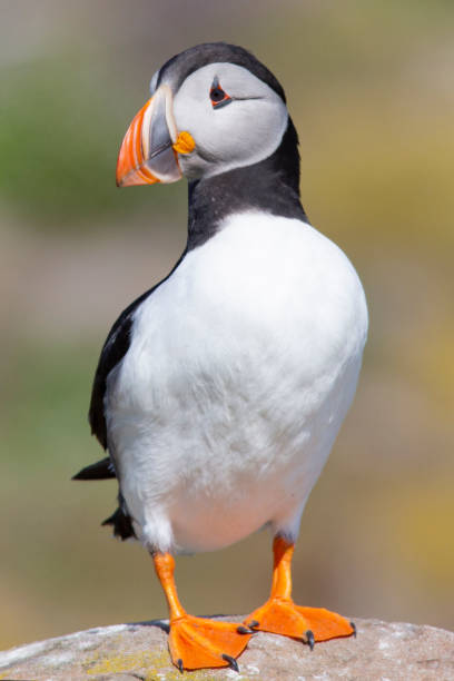 Cute puffin Portrait of a puffin puffin stock pictures, royalty-free photos & images