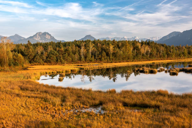 Nicklheimer Filze, a renaturated high moor near Raubling, Bavaria, Germany, in evening light
