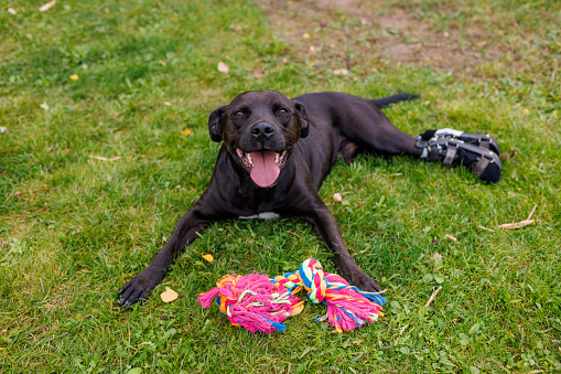 A mixed breed dog with tasus otrosis lying down on grass after active game.