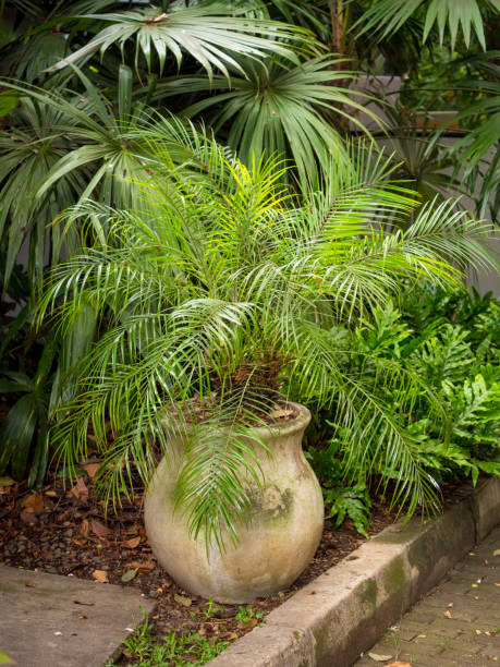 istock Pygmy Date Palm, Miniature Date Palm or just Robellini 1438189704