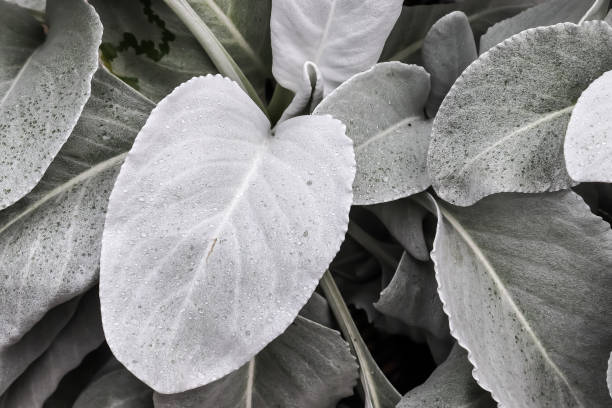 A closeup of angel wings (Senecio candicans)